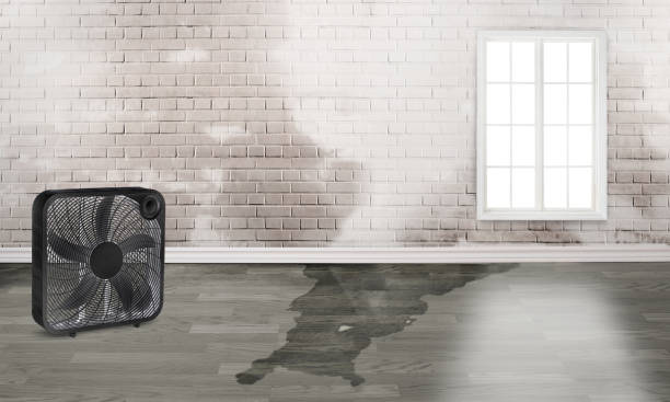 Best Water damage contractors near me  in New Berlin, IL